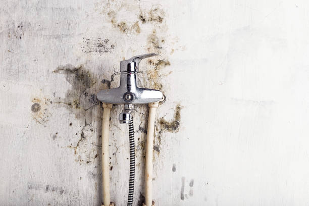 Best Mold Removal Near Me  in Monongah, WV