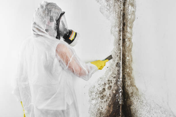 Best Commercial Mold Removal  in Monongah, WV