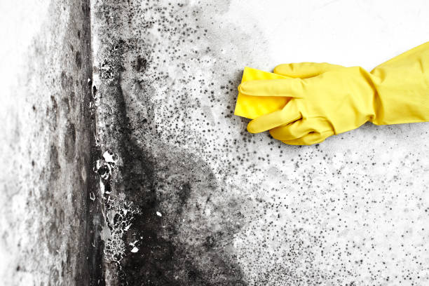 Best Affordable Mold Removal  in Monongah, WV