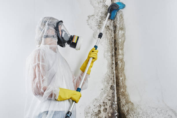 Best Best Mold Removal Companies  in Monongah, WV