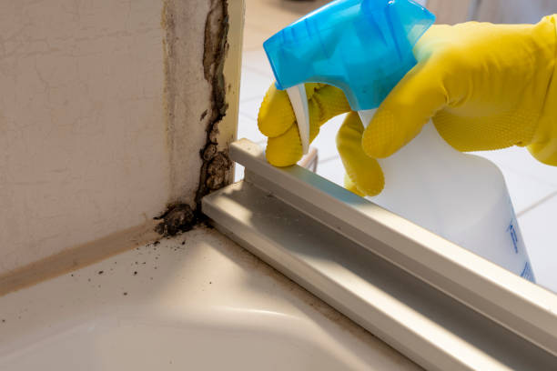 Best Best Mold Removal Companies  in Monongah, WV