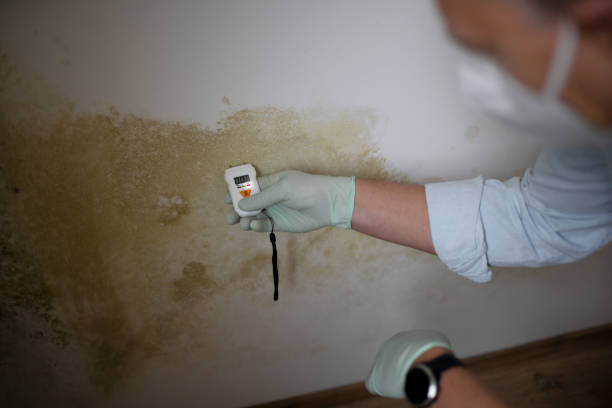 Monongah, WV Mold Removal Company