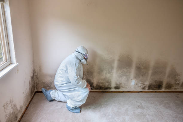 Best Home Mold Removal  in Monongah, WV