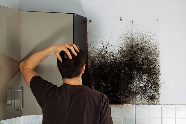 Best Office Mold Removal Services  in Monongah, WV