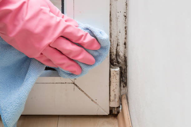 Best Black Mold Removal  in Monongah, WV